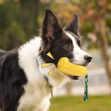 Dog Tooth Clean Corn Molar toy