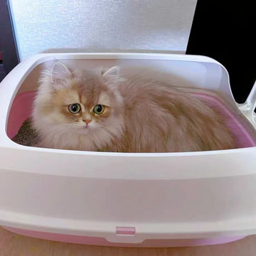 Cats Litter Box Cat Anti Splash
