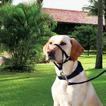 Adjustable Anti-barking Anti-bite Harness Head Collar